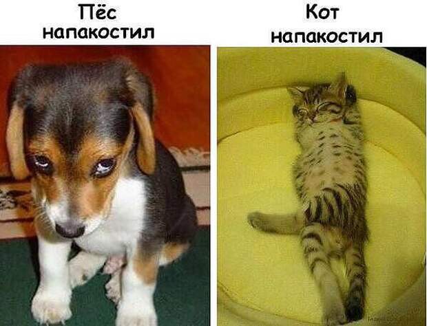 00iZ88BtXIAEi9N (599x458, 43Kb)