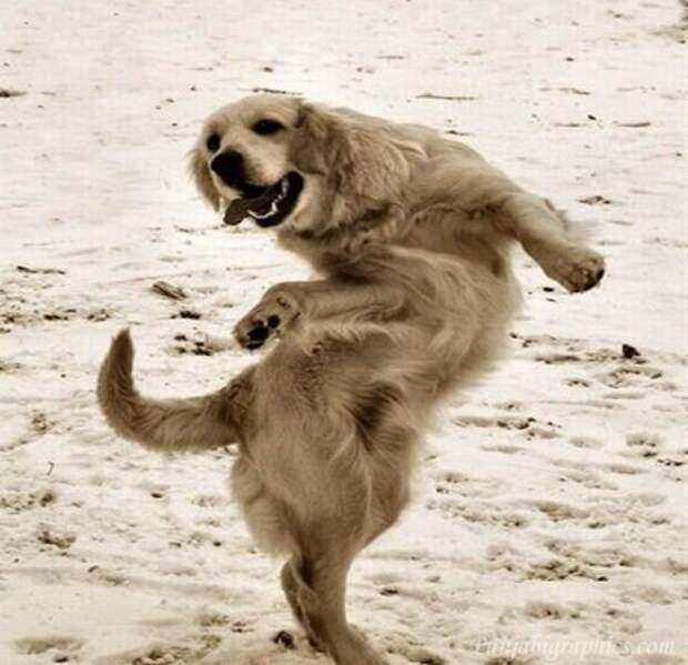 Dancing Dog