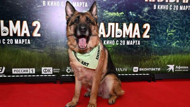 Пальмовая масса: мелодрама про собаку возглавила прокат