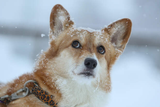 В России захотели изменить правила продажи породистых животных