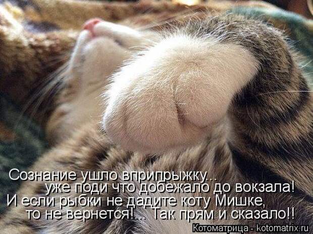 Котоматрица: Сознание ушло вприпрыжку... уже поди что добежало до вокзала! И если рыбки не дадите коту Мишке, то не вернется!... Так прям и сказало!!