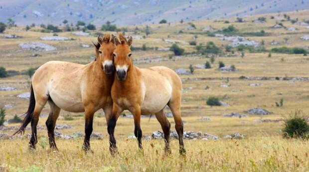 Лошадь Пржевальского: описание, особенности и интересные факты