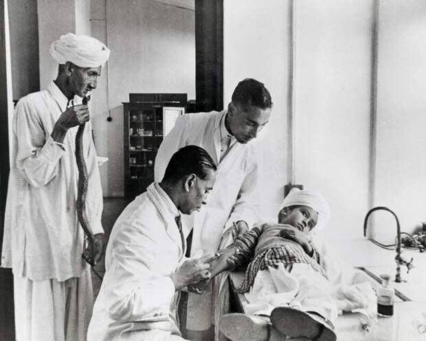 Мальчик проходит лечение в исследовательском институте в Казаули в Гималаях после того, как его укусила гадюка Расселла - самая смертоносная в Индии. 1943 год. Его отец принёс мертвую змею для идентификации.