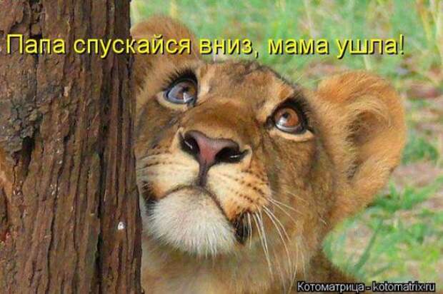 Котоматрицы(картинки с надписями)