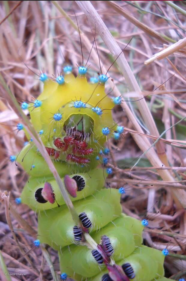great-peacock-moth-caterpillar-by-leela-channer-from-the-uk