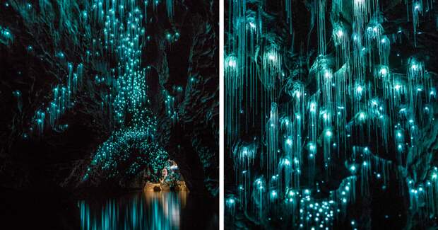 Пещеры Вайтомо - звездное небо из светлячков новая зеландия, пещера, светлячок