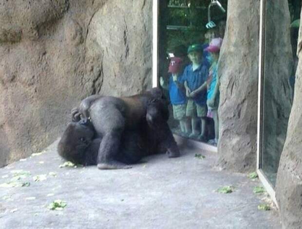 А каким вы запомнили ваш поход в зоопарк?