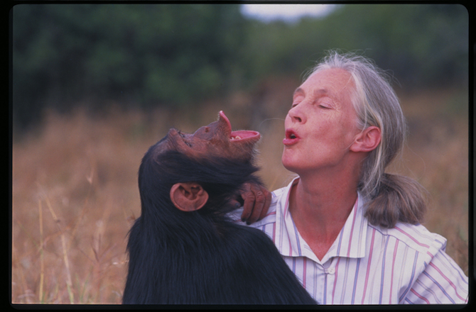 Renowned primatologist Jane Goodall pant-hooting with a chimpanzee.