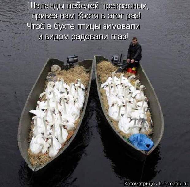 Лучшие котоматрицы недели (50 фото)