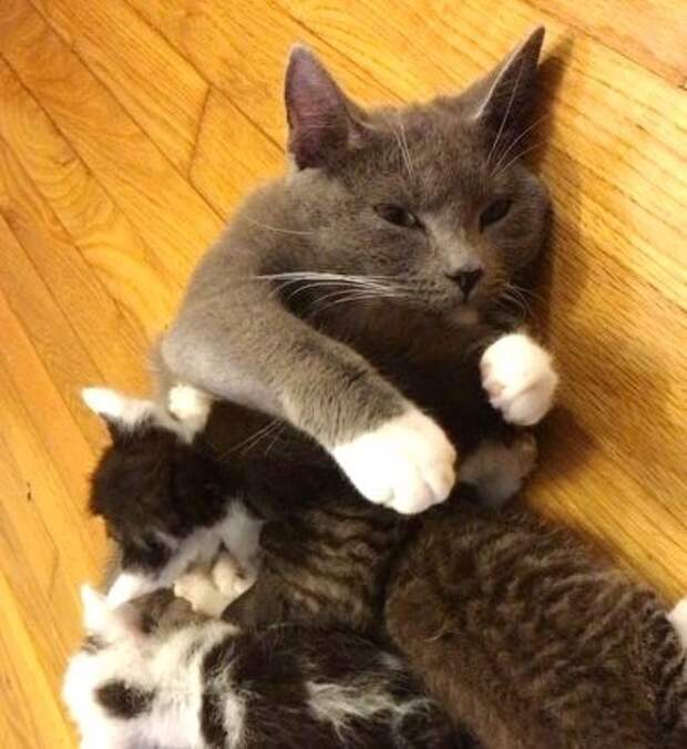 спасение котят кошка с котятами