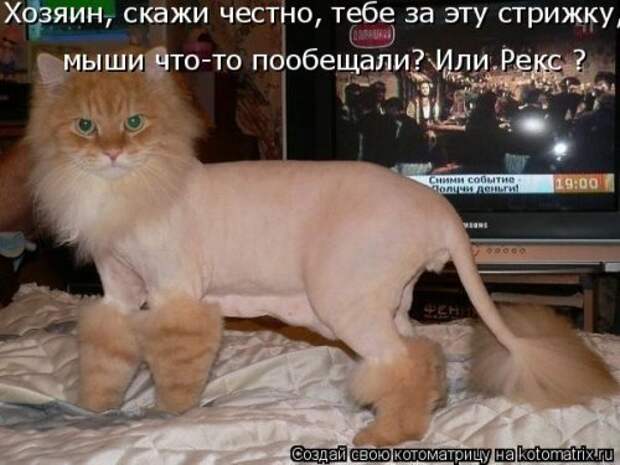 Лучшая котоматрица за неделю (32 фото)