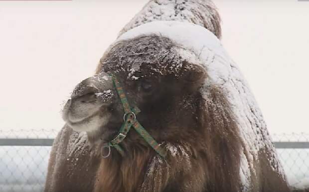 «Очень адекватная девочка»: у верблюда Гордого появилась невеста