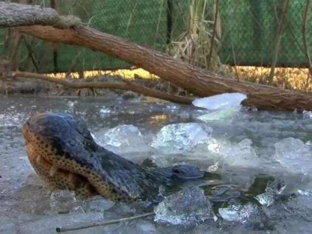 В США из-за аномальных холодов крокодилы буквально в лед вмерзли! 01