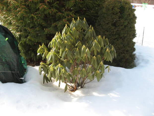 Рододендроны зимой