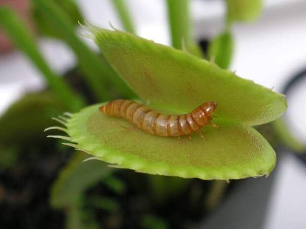 creepyplants36 Самые жуткие растения