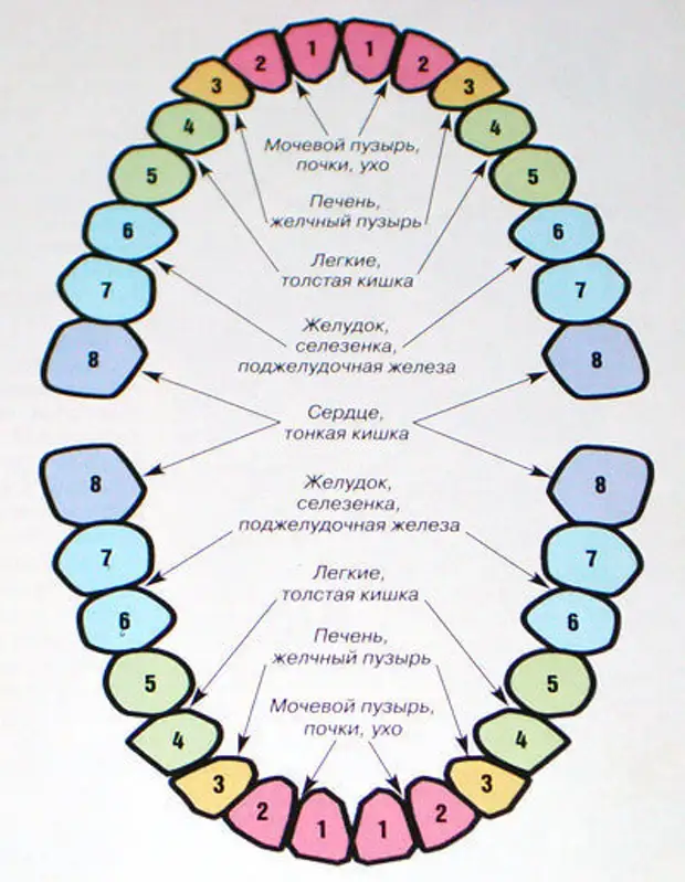Какой зуб к какому органу относится карта