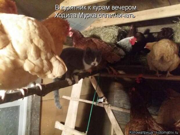 kotomatpicy-zabavnye-kartinki-smeshnye-kartinki-fotoprikoly kotomatpicy-zabavnye-kartinki-smeshnye-kartinki-fotoprikoly