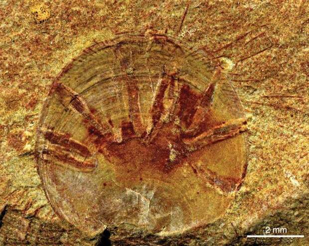 Найден древнейший ископаемый паразит на Земле