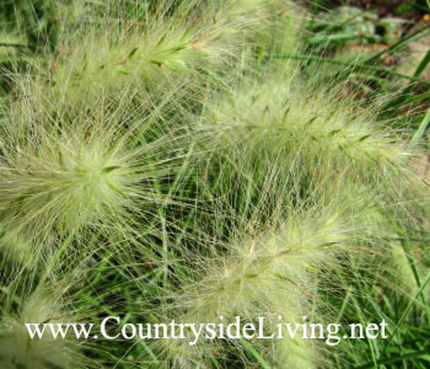 Перистощетинник (пеннисетум) мохнатый (Pennisetum villosum). Декоративные травы и злаки, злаковые