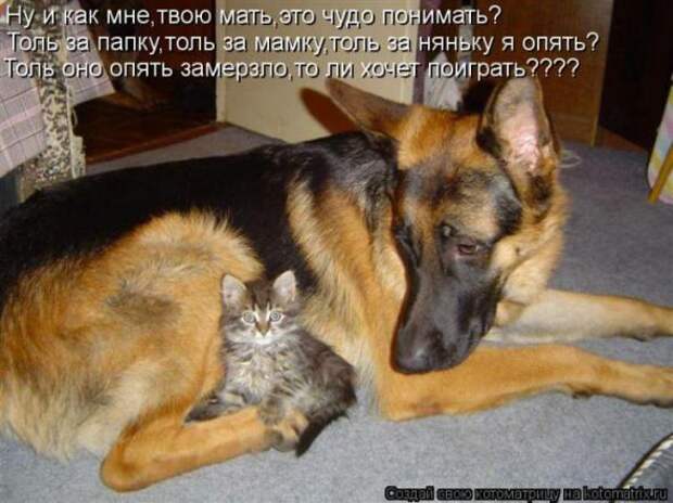 Котоматрицы(картинки с надписями)