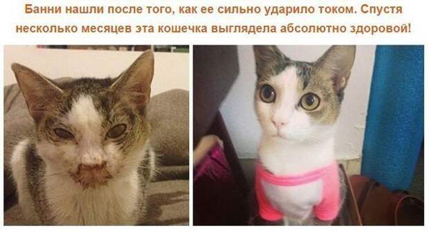 Спасенные кошки, которых подобрали и полюбили. Фото до и после. Спасенные кошки, которых подобрали и полюбили. Фото до и после.