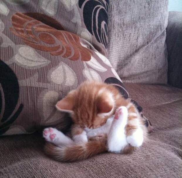 22 уютно спящих котенка 22 уютно спящих котенка