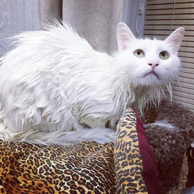15 вымытых котиков, которые непременно отомстят своим хозяевам #мытыйкот, Instagram, животные, кот, котики, мытый и несчастный