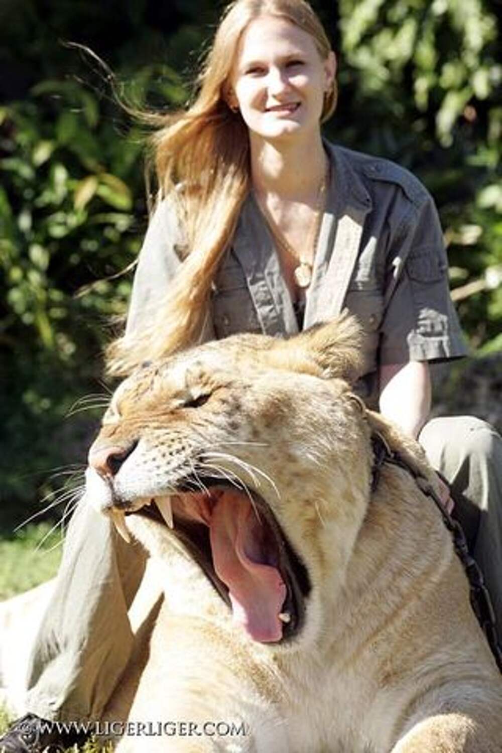 Самая большая львица в мире