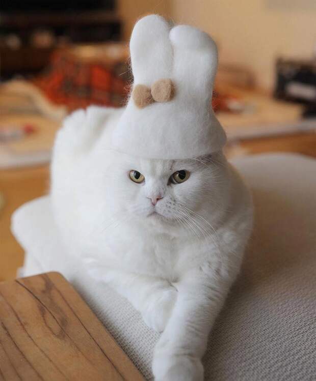 котики милые котики фото