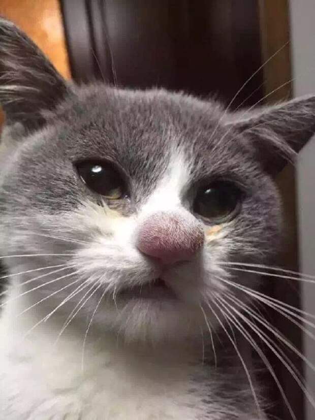 Без кота и жизнь не та