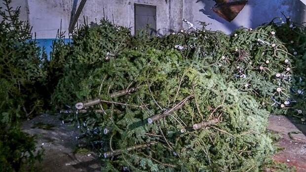 Елочка, не гори! Как нарядить главную "спутницу" Нового года, чтобы она не вспыхнула, как факел