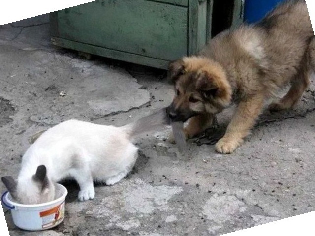 Кот и пёс  кот, кошка, пёс, собака