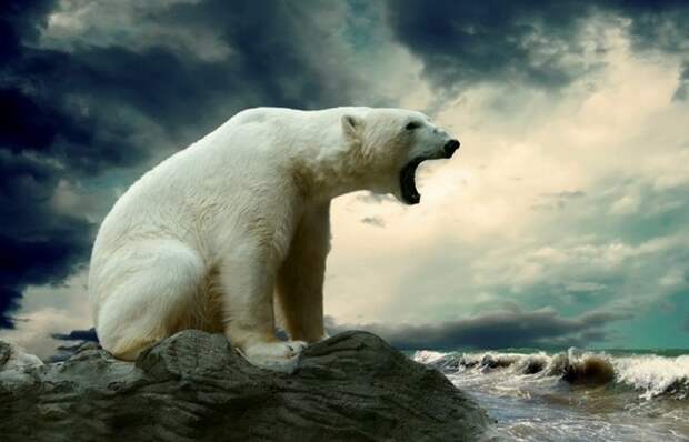 10. Полярные медведи антарктида, история, наука, невероятно, факты