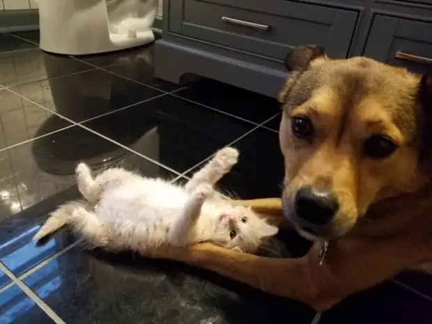 Необычный пес спас новорожденных котят и заменил им мать