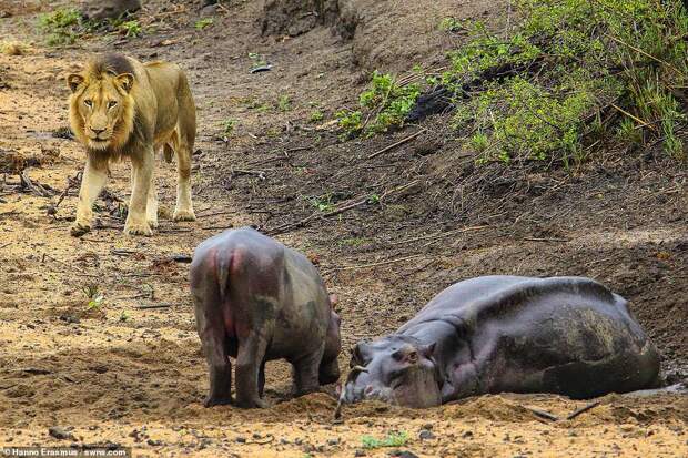 Coming closer: Noticing that the mother hippo was close to death, the lion decides to move in