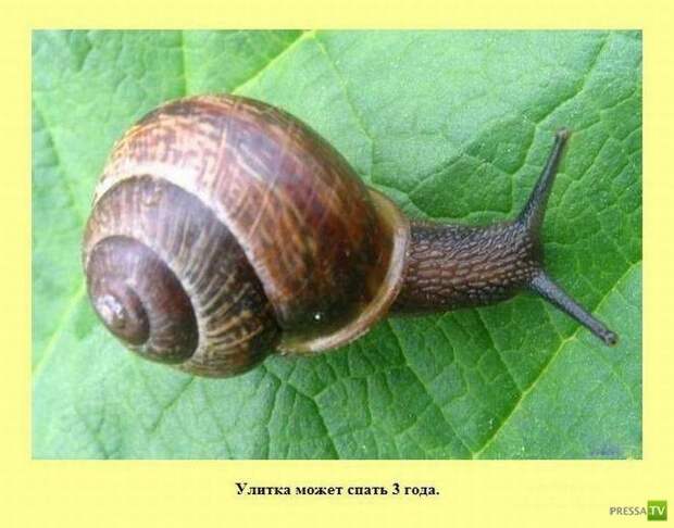 Прикольные факты о которых вы не знали