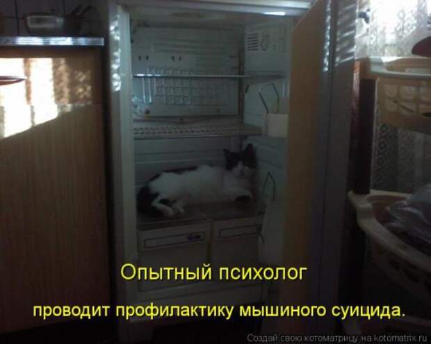 Котоматрицы(картинки с надписями)