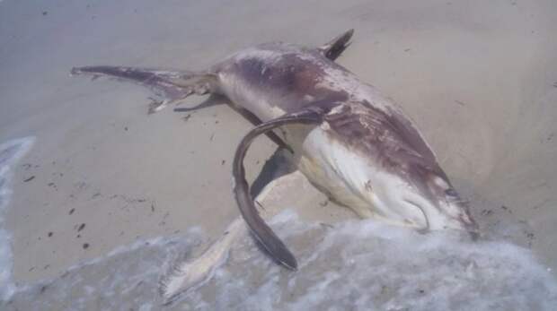 Глубоководное убийство: меч-рыба расправилась с акулой, но потеряла свое оружие