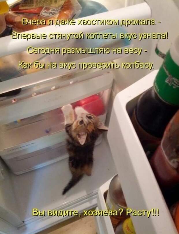 Субботний позитивчик (30 фото)