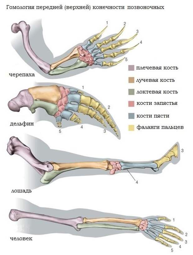 На рисунке показаны кости конечностей птицы человека динозавра и кита какое из следующих утверждений