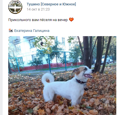 Фото дня: благородный пес встречает осень в Тушине