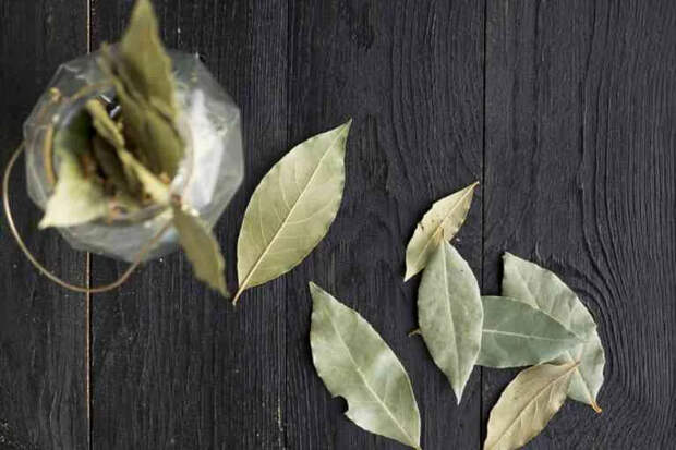 Как дать рассаде вторую жизнь с помощью лаврового листа