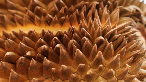 The durian is a scary fruit even before you open it.