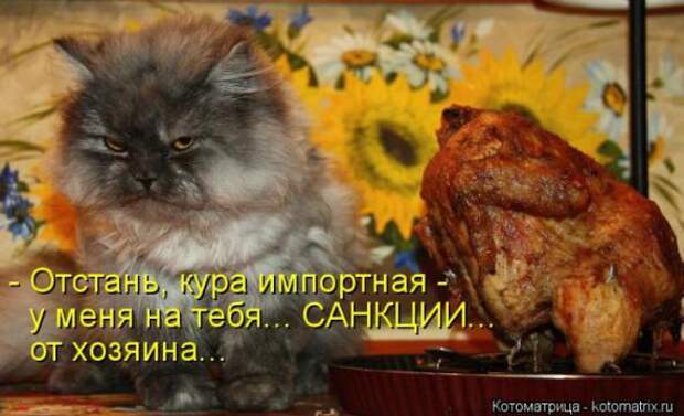 Котоматрицы (картинки с надписями)