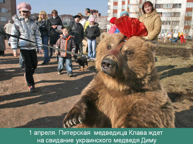 Акция "Медведь в саду Путина". Источник: http://arum-spb.gallery.ru/