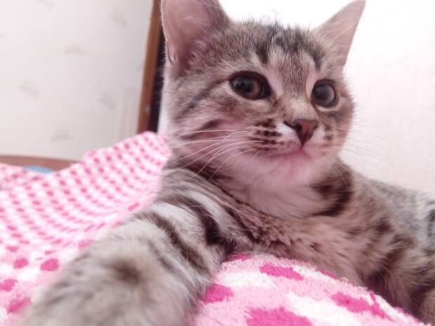 кошка