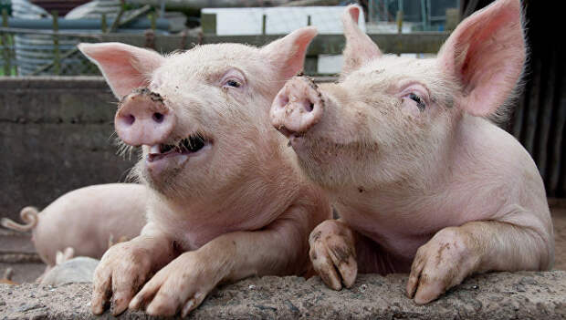 Натуральное свинство: Европа требует от России компенсации за контрсанкции