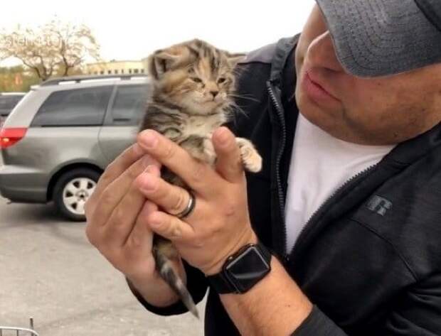 спасение котенка котенок в руках