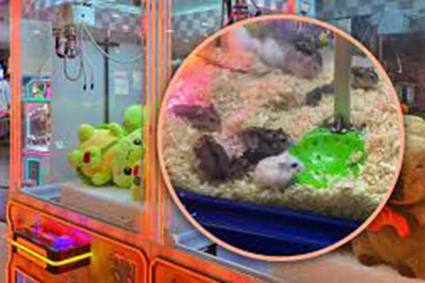 OC: игровой автомат с живыми хомяками внутри раскритиковали в китайских соцсетях