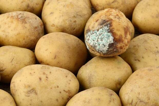Какой картофель использовать для посадки